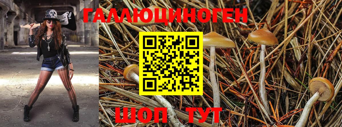 Псилоцибиновые грибы прущие грибы  Еманжелинск  Псилоцибиновые грибы прущие грибы 